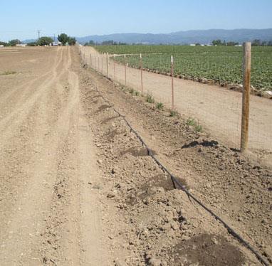 Site Preparation & Planting Soil preparation: clear weeds, chisel, build bed Installation of irrigation