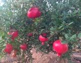Pomegranate Variety groups Red and sweet Red
