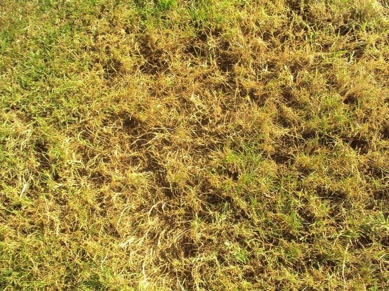 In order to remove the moss, the cause for the problem must be identified and reduced. It can then be monitored and maintained with feeding and scarifying. Image Credit: Derby Lawn 2.