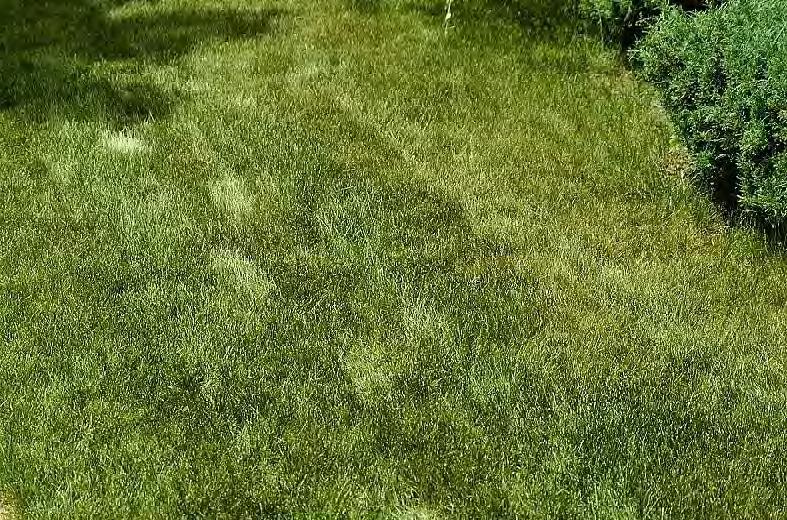 Symptoms of a lack of water in a lawn include foot