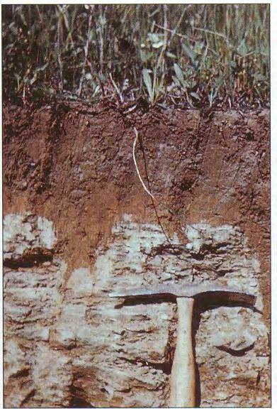Before you pick a crop, consider the soil: What is the capability class of the soil?