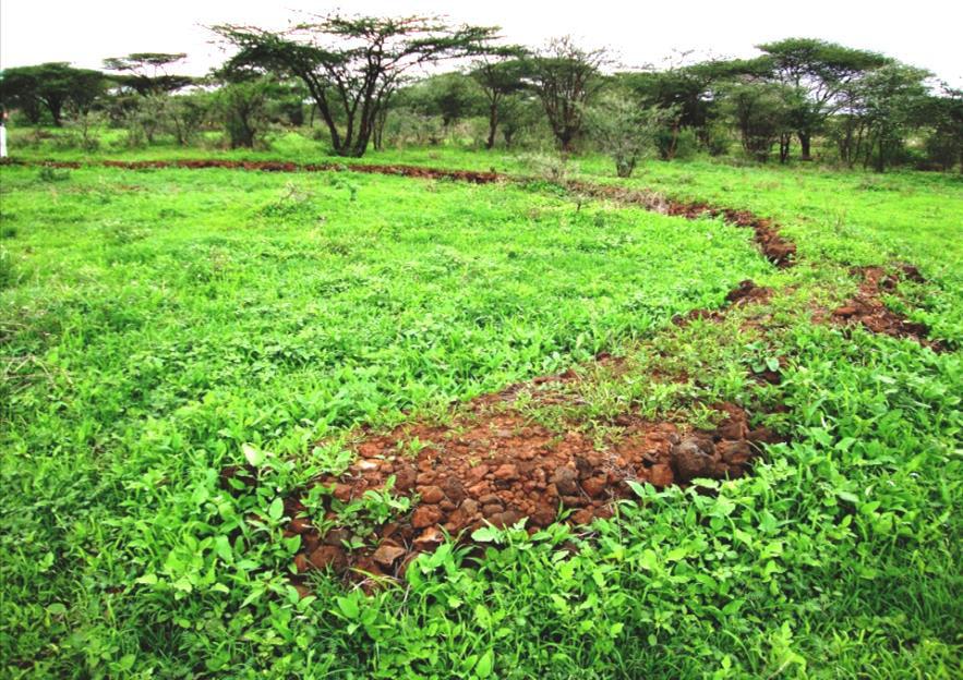 SEMI-CIRCULAR STONE BUNDS Semi-circular bunds are built of stones packed in soil on downhill sides of roads in arid regions for growing fodder for