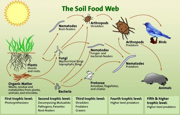 Soils and