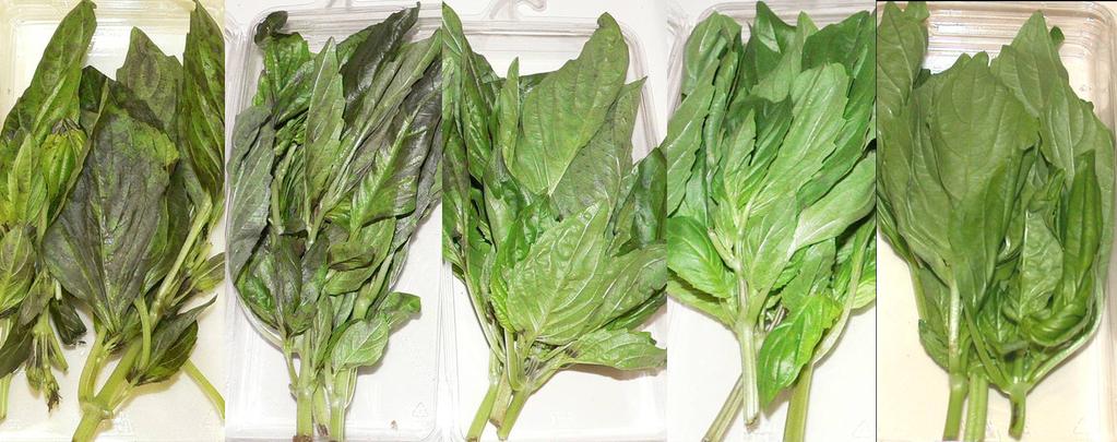1-MCP on chilling injury development, ethylene production, and quality changes during cold storage of basil shoots. Materials and Methods Nufar basil shoots were harvested in Nov.