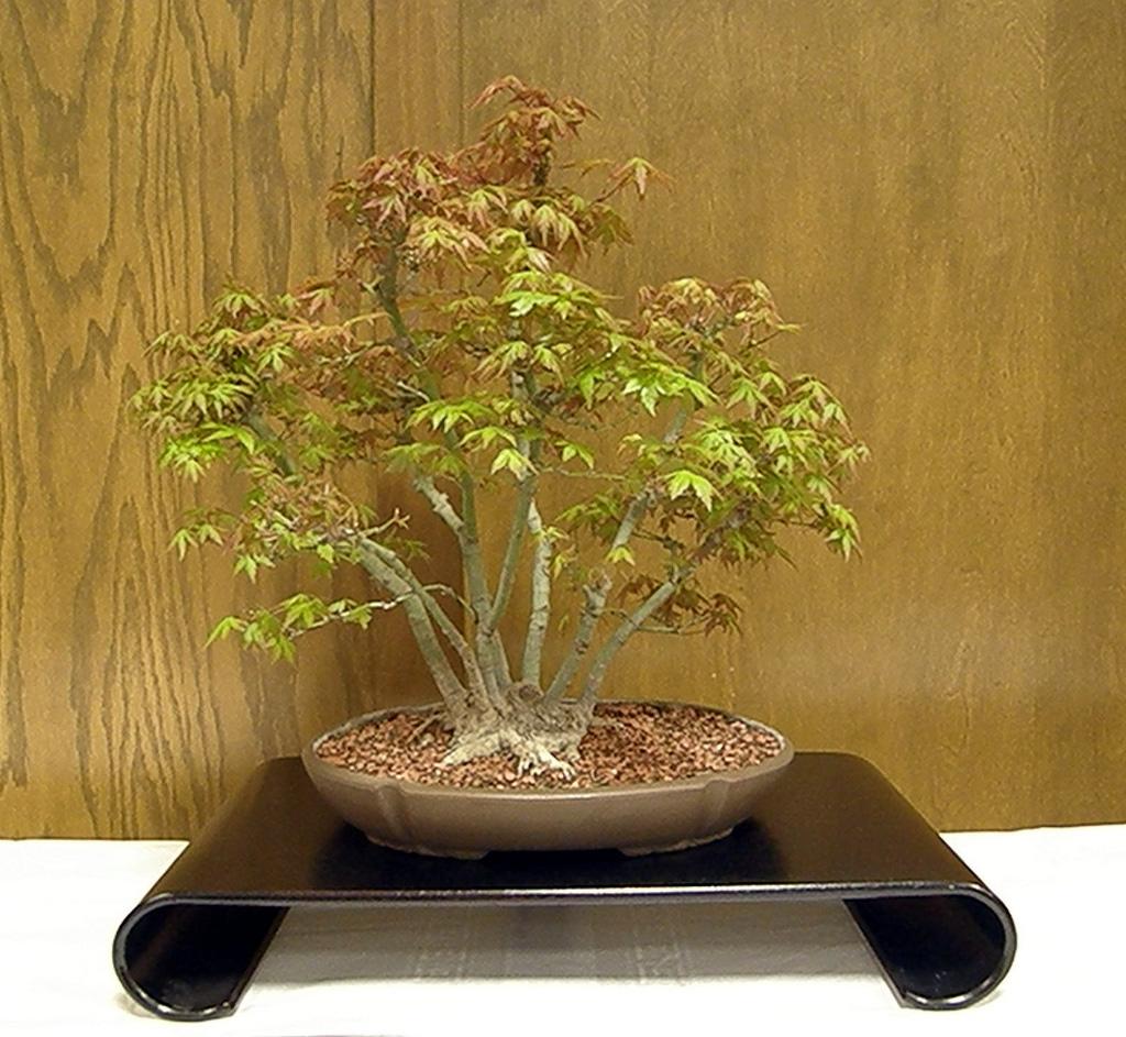 Wednesday, April 9th we will have our very own Bill Boytim talk to the group about Layering and Grafting, the way the tissues of a tree functions and how we can make it work for us in Bonsai.