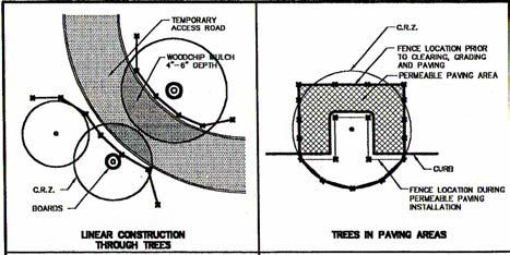 Illustration 2-2: Site plan with tree protection fence illustrated as TP. Circles illustrate the Critical Root Zone. 2.3.5.