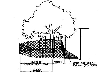 Illustration 2-4: Examples of tree protection fencing surrounding the Critical