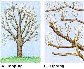 ii. Thinning: The selective removal of branches to increase light penetration and air movement through the crown.