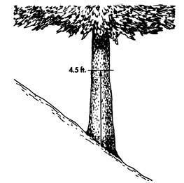5) feet above the ground (See illustration 1-1 A). b.