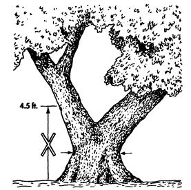 5) feet along the center of the trunk axis, so the height is the average of the shortest and the longest sides of the trunk (see