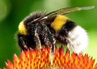 Bees primarily come to the garden to get nectar for nutrition and in return they help pollinate our garden giving us more