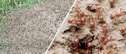 Pest or Partner? Ants Did you know that ants are our ecological partner? Yes!