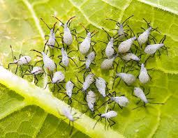 Pest! Squash Bugs While some research shows that squash bugs may control