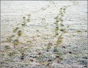 Walking over your lawn during wet and frosty weather may cause localised puddling, compaction and the blades of grass can become bruised, which
