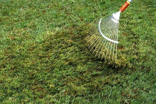 Photo credit: Times ewspaper When you start to prepare the area you intend to sow grass seed, you will find that weed seeds lying dormant in the soil will germinate as well, making your new lawn look