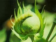 Cotton has long bearing period and the habit of growing infinitely.