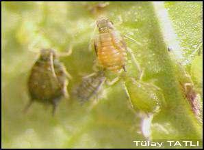 various plant diseases and insect pests.