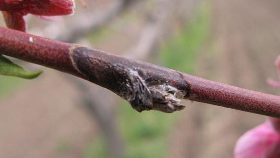 coryneum cankers in peaches, and prune out Production information: Residential Orchards: Pruning mature fruit trees, page 3 Images of bud stages, page 4 Spray information, pages 5-6 Bud Stages Most