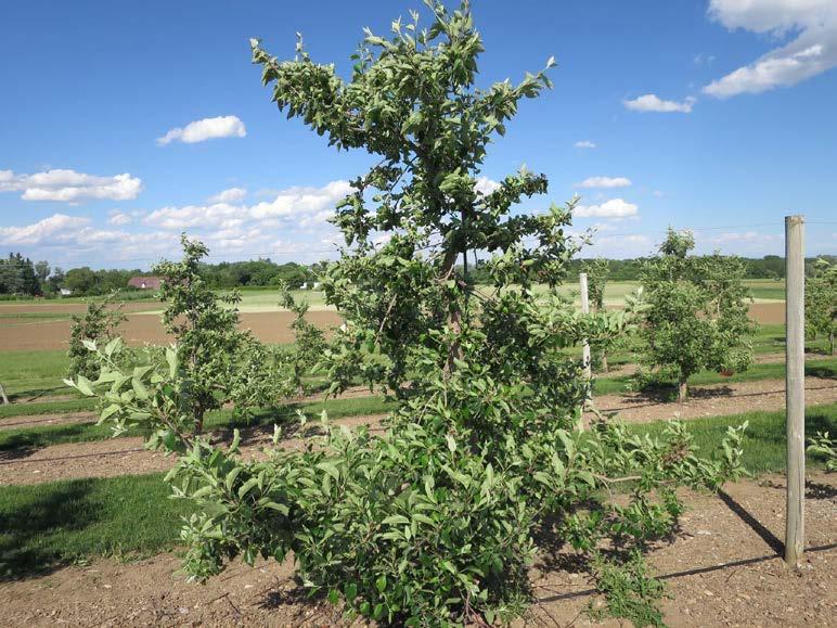 Orchard site Fire Blight Trials 16-year-old Gala trees on B.