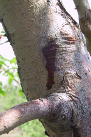 Managing fire blight Pre season: clean-up inoculum to reduce spread within and between trees Scout and prune out oozing cankers: Large - depressed