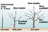 Pruning apple and pear trees made simple Succeeding years