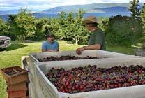 Sweet cherries Montana has a sweet cherry industry on Flathead