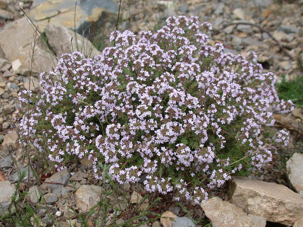 Page 4 Spotlight: Creeping Thyme Creeping thyme, Thymus vulgaris, can be quite useful as an ornamental groundcover in small garden spaces.