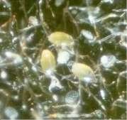 FACT SHEET Prepared by Gabriella Caon and Tony Burfield (SARDI Entomology 2006) 3) Broad Mite Polyphagotarsonemus latus (Banks) Tarsonemidae, ACARINA Description and life cycle The egg stage is the
