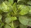 Some images of TSWV affected vegetables: Infected Tomato leaves and fruit Infected capsicum leaves and fruit Infected lettuce Reducing the threat of invasion and attack Reduce the chance of getting