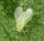 Description and life cycle Whitefly feed, mate and lay numerous eggs on the underside of leaves. The adult whitefly are small white insects, 1.5mm long.