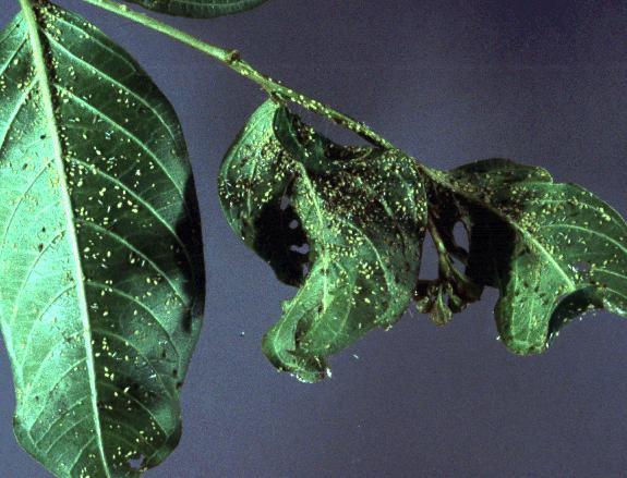 Damage: leaf curling or