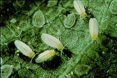 Control: Beneficial Insects Yellow sticky