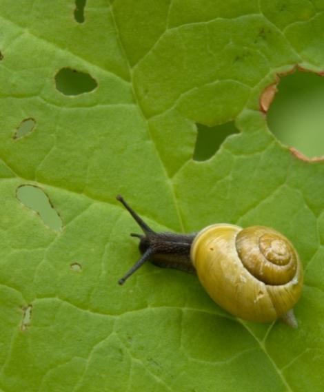 Snails and Slugs Rasping mouth parts Irregular shaped holes