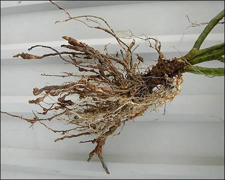 Root Knot Nematodes Decline and thinning Roots may be brown, stunted and galled Management Provide adequate water and fertilizer