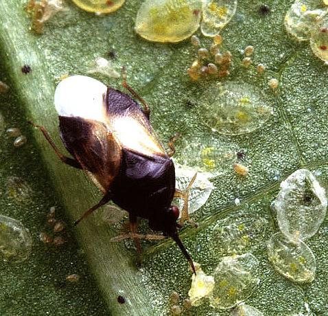 Identifying Is damage due to insect pest, disease
