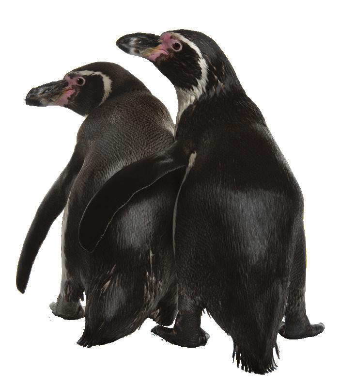 You can help by joining this campaign to bring the innovative Penguins of Patagonia to Mesker Park Zoo and Botanic Garden, and together we will: COLOR: Black/Grey & White Design a naturalistic