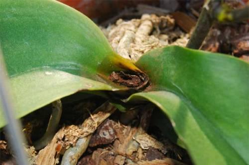 Conditions Causing Rot: Phalaenopsis and Vandas - if water is allow to stand in the crown it will kill the heart of the plant.