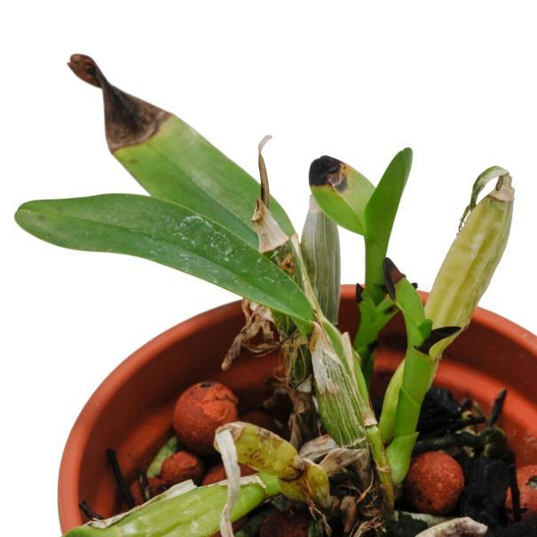 Deficiencies usually occur in spring and summer during periods of active growth. New leaves may turn black at the tips. The affected area has an advancing yellow band.