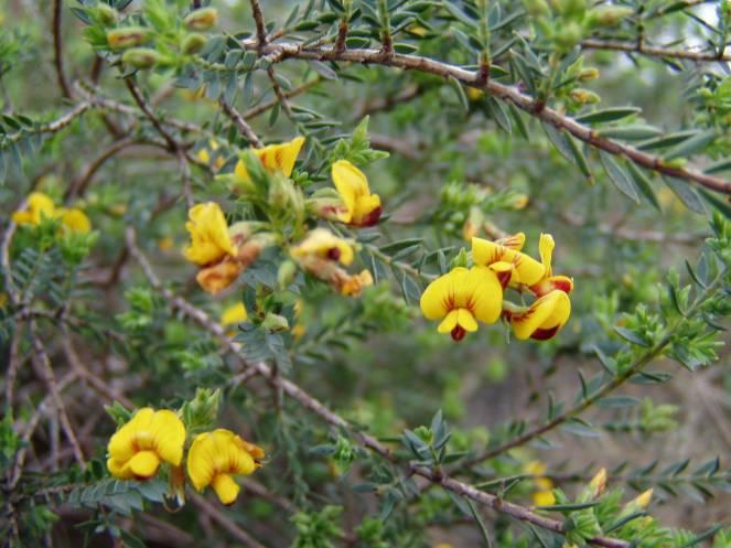 Attracts butterflies. Eutaxia diffusa EUTAXIA Dense rounded shrub to 1m x 1m.
