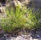 Lomandra nana DWARF MATT RUSH Tufted grass like perennial to 40cm x 40cm.
