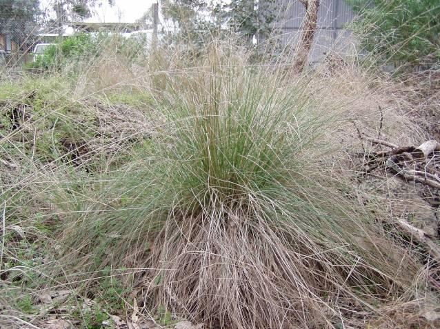 3 Poa labillardieri COMMON TUSSOCK GRASS Large dense tussock grass to 1m x 1m.