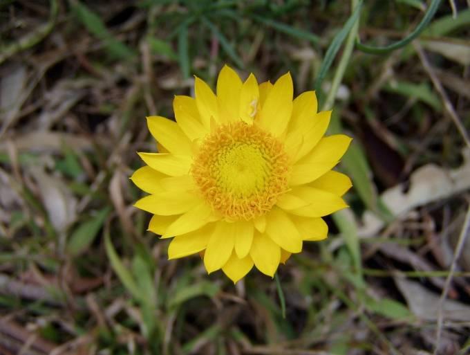 5 Chrysocephalum apiculatum COMMON EVERLASTING DAISY Attractive long flowering daisy.