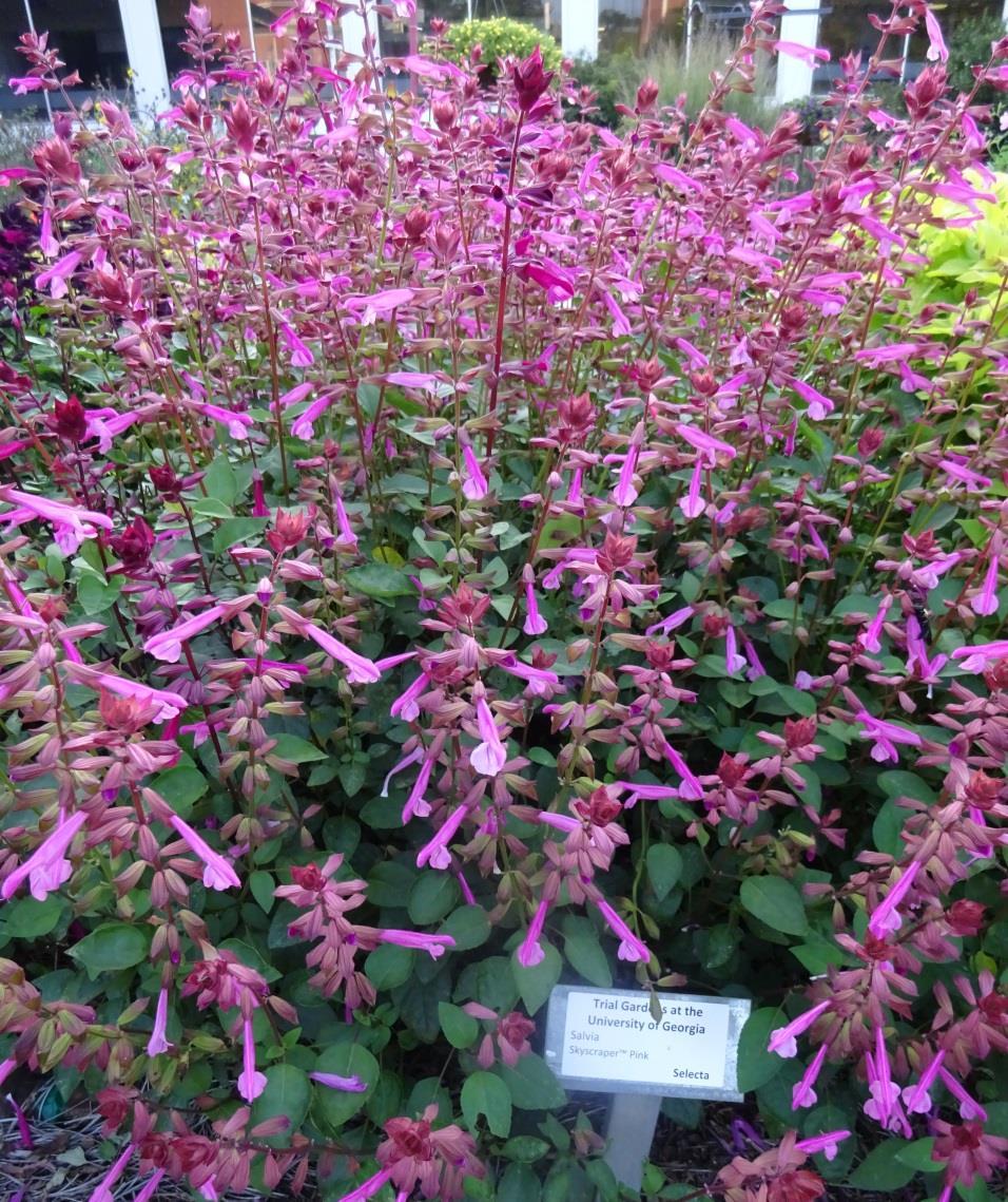 Selecta struck a vein with Salvia Skyscraper Pink and the plant speaks for itself.