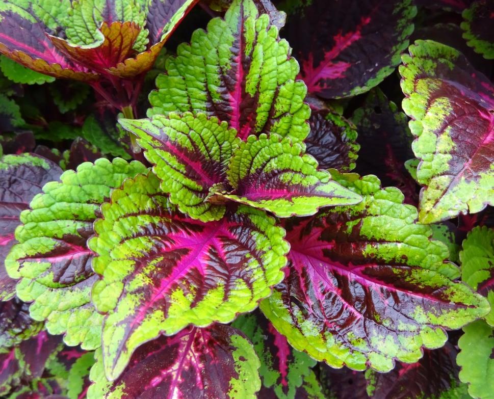 Solenostemon ColorBlaze Torchlight Proven Winners The ColorBlaze Series of Coleus from Proven Winners has been nothing short of spectacular this