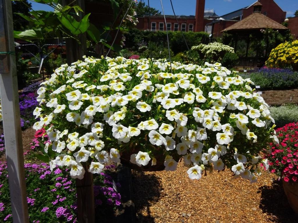 Calibrachoa Lia White Danziger Hanging baskets bring brilliant color to eye level and are a staple form of growing plants around the
