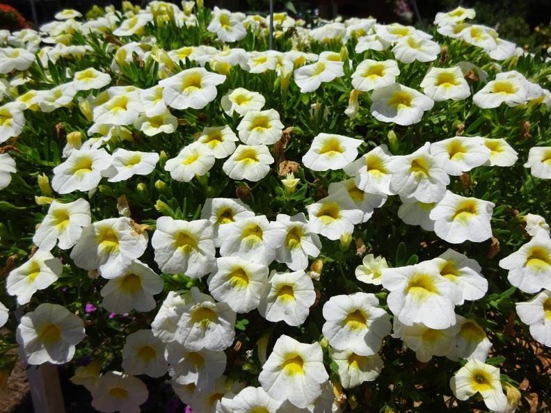 Calibrachoa Lia White from Danziger sets the bar for other calibrachoas with its nearly perfect shape as it has been in full bloom for