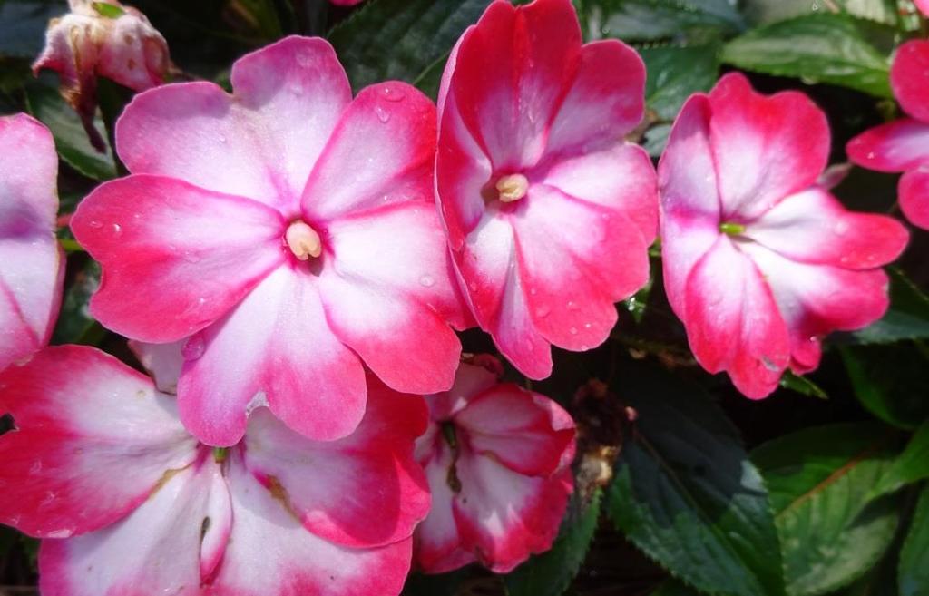 Impatiens New Guinea Harmony Radiance Hot Pink Danziger Hot Pink is a vast understatement; something more like Hot Hot Hot Pink is better