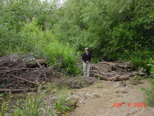 Los Osos Creek with fallen trees needing pruning.
