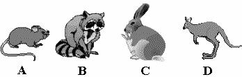 31. Which of these plants would be best to build a table? 20. Which of these animals could be the baby of a rabbit?. 17.