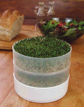 ALFALFA SPROUTS $6 Tasty, crunchy sprouts add flavor & nutrition to every meal. Alfalfa sprouts have mild flavor, moderate crunch, plenty of nutrition and are very simple to grow.